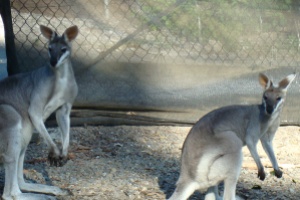 Finally, some tame Wallabies.  This is the closest I'm sure to ever get.